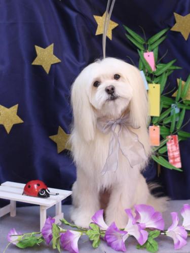 20230711あずきくん